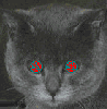 lsd_cat.gif