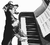 animations humoristiques animalires piano.gif