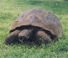 animations humoristiques animalires tortue4.gif