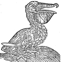 pelican